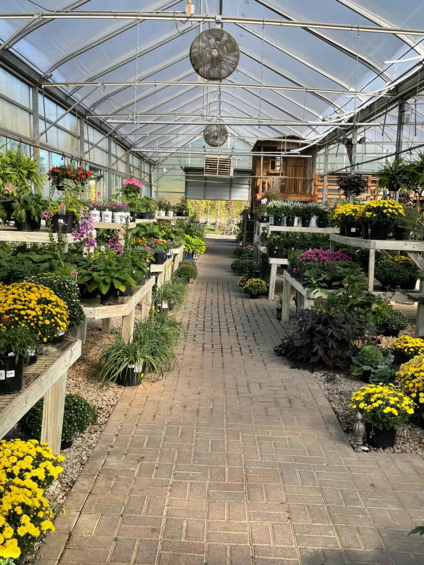 A glass greenhouse aisle with wooden shelves of potted flowers and plants along a brick path at center.