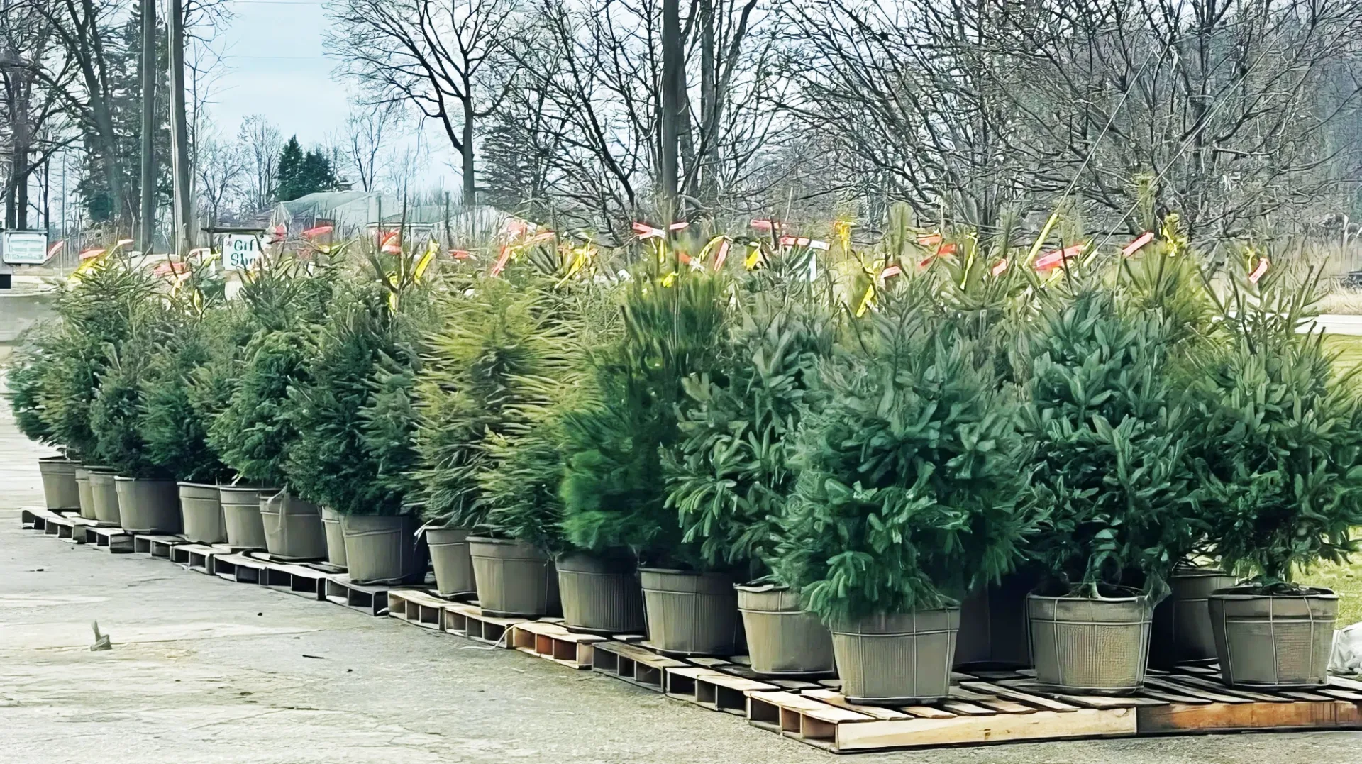 Row of potted evergreen shrubs lined up on wooden pallets in an outdoor plant nursery area.