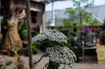 Close-up of a flowering plant with small white blossoms; a wooden garden shelter and potted plants blur in the background.