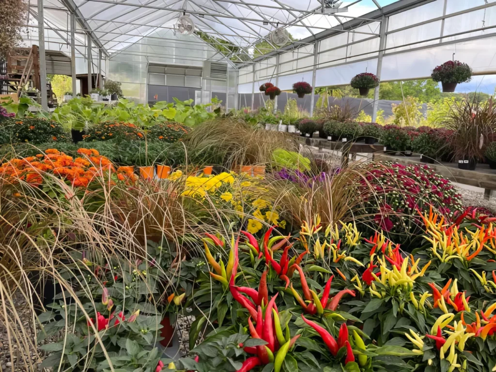 Inside a greenhouse with metal framing, a wide variety of colorful flowers in bloom and hanging baskets along the walls.